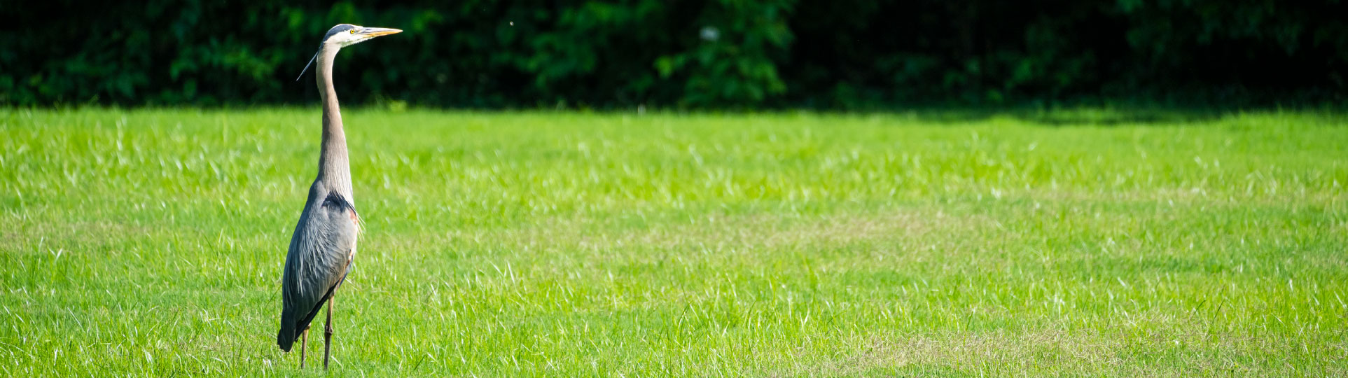 A heron at an 80-acre senior living community in Cobb County, Georgia