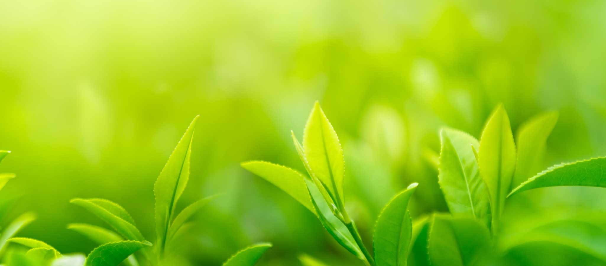 A close up photo of a verdant green plant in a wild field