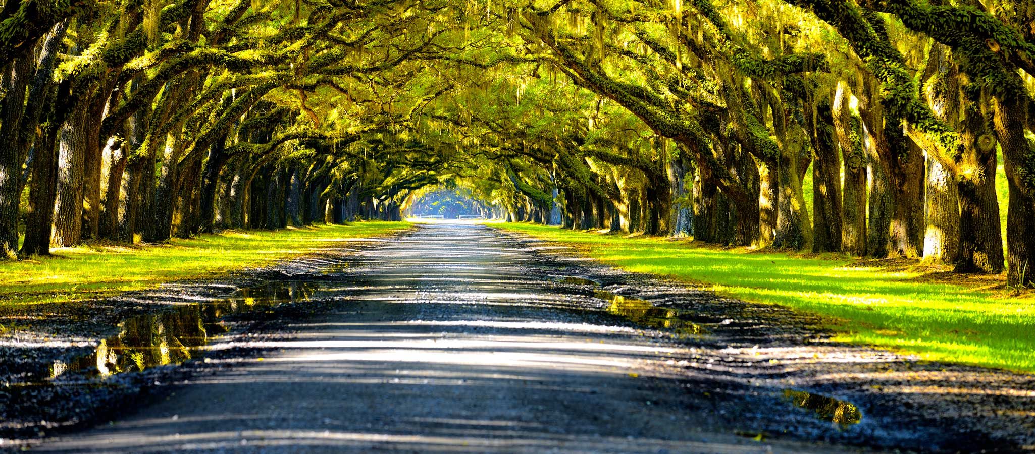 A tree lined road 