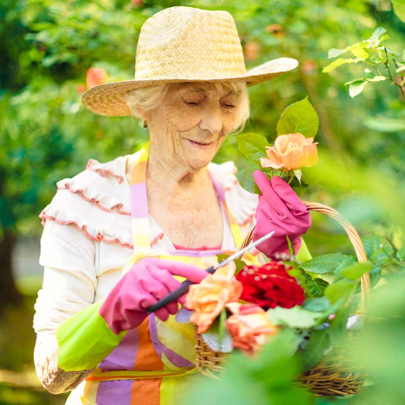 A senior woman tends to her flower garden